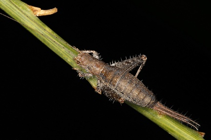 Arachnocephalus vestitus  Buschgrille 5 2