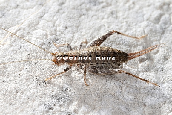Arachnocephalus vestitus  Buschgrille 6 2