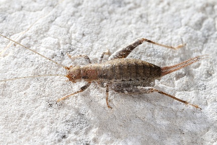 Arachnocephalus vestitus  Buschgrille 6 2