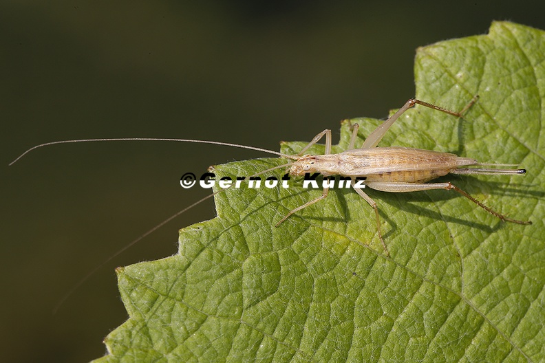 Oecanthus pellucens Weinh hnchen W1 2 - Oecanthus_pellucens__Weinh__hnchen_W1_2.jpg Oecanthus_pellucens__Weinh__hnchen_W1_2.jpg