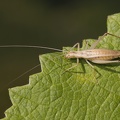Oecanthus pellucens  Weinh  hnchen W1 2