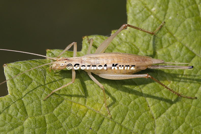 Oecanthus pellucens Weinh hnchen W2 2 - Oecanthus_pellucens__Weinh__hnchen_W2_2.jpg Oecanthus_pellucens__Weinh__hnchen_W2_2.jpg