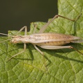Oecanthus pellucens  Weinh  hnchen W2 2
