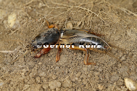 Gryllotalpa gryllotalpa  Europ  ische Maulwurfsgrille 1 2v