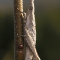 Pyrgomorpha conica  Kegelkopfschrecke L3 2
