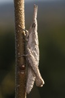 Pyrgomorpha conica  Kegelkopfschrecke L3 2