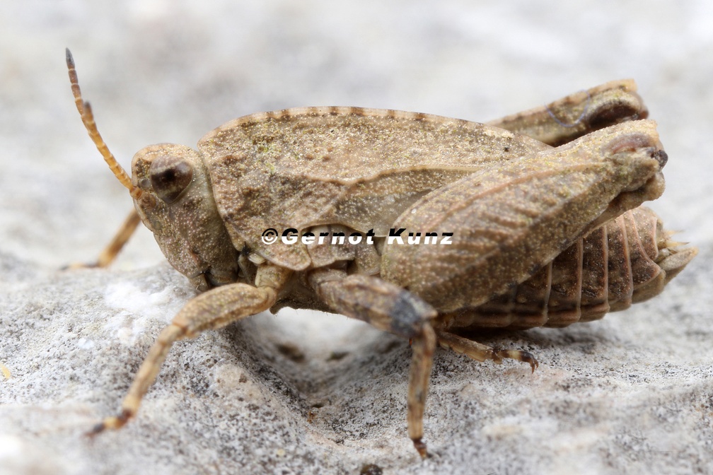 Tetrix bipunctata  Zweifleck-Dornschrecke 3 2