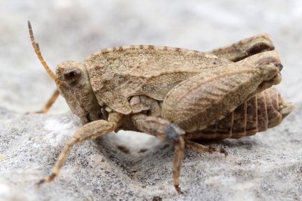 Tetrix bipunctata  Zweifleck-Dornschrecke 3 2