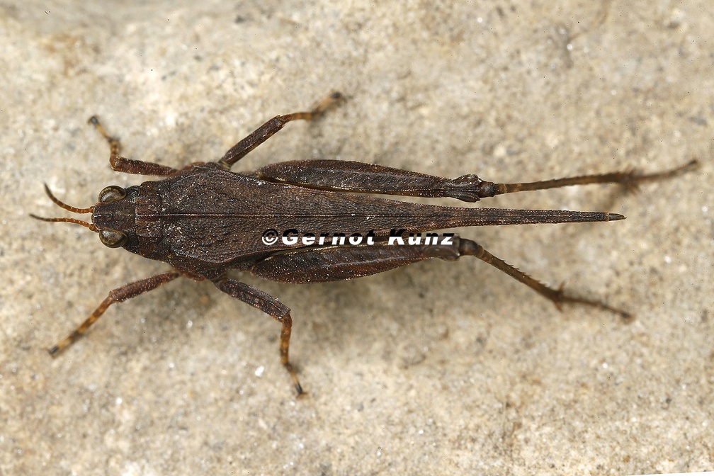 Tetrix subulata  S  beldornschrecke 9 2