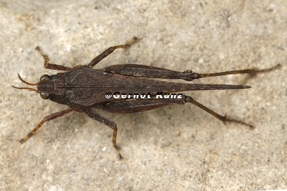 Tetrix subulata  S  beldornschrecke 9 2