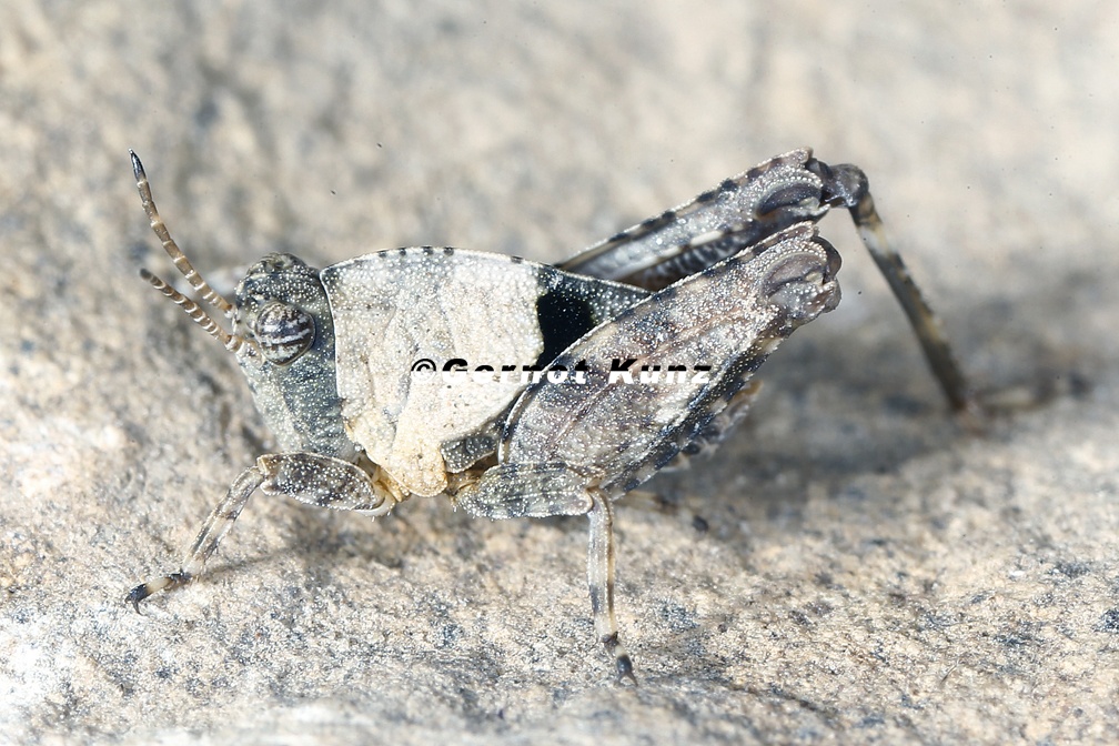 Tetrix tenuicornis 1 2