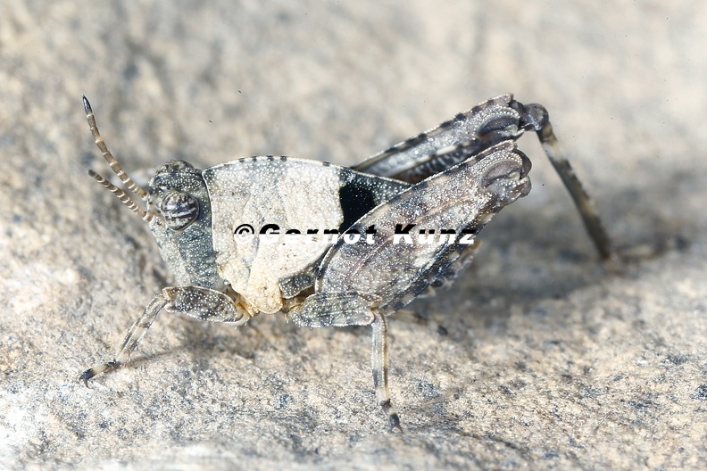 Tetrix tenuicornis 1 2
