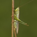 Conocephalus fuscus  Langfl  gelige Schwertschrecke 1 2