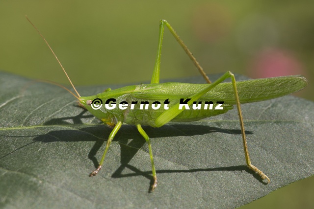 Ruspolia_nitidula__Gro__e_Schiefkopfschrecke_M1_2v.jpg