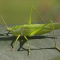Ruspolia nitidula  Gro  e Schiefkopfschrecke M1 2v