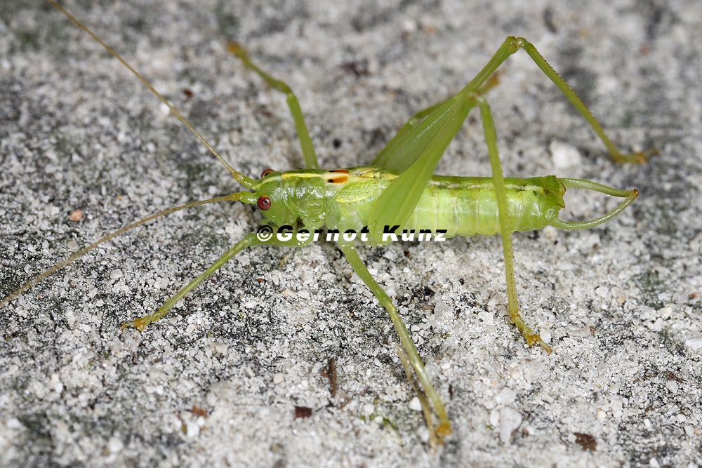 Meconema meridionale  S  dliche Eichenschrecke M1 2