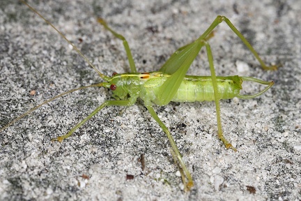 Meconema meridionale  S  dliche Eichenschrecke M1 2