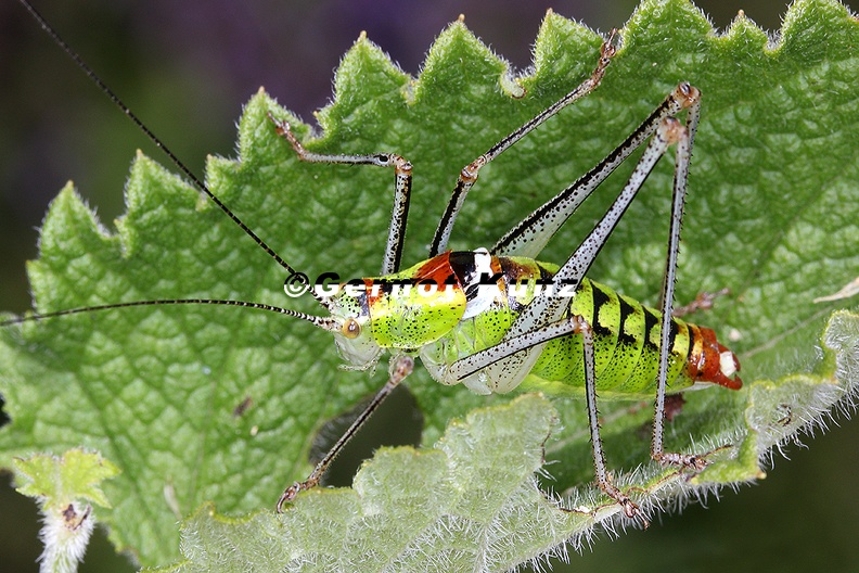 Poecilimon__Fiebers_Buntschrecke_M1_2.jpg