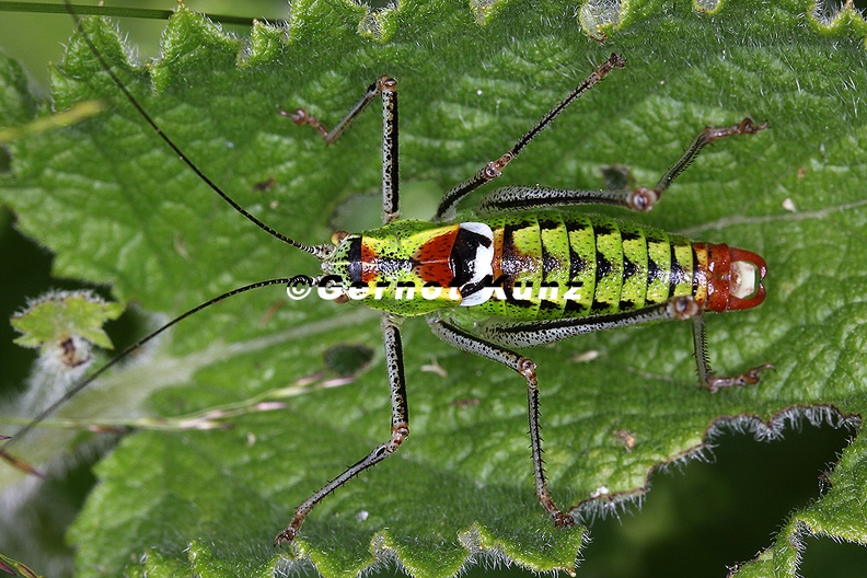 Poecilomon thoracicus  Fiebers Buntschrecke M2 2