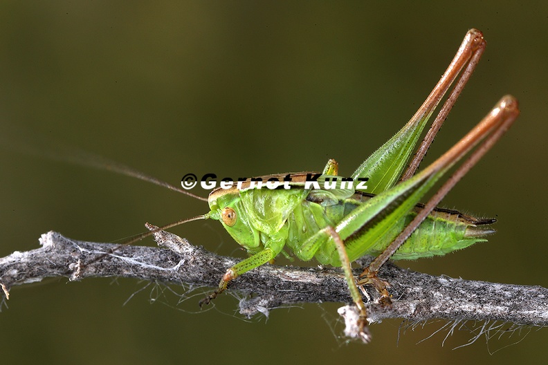 Bicolorana_bicolor__Zweifarbige_Bei__schrecke_1_2.jpg