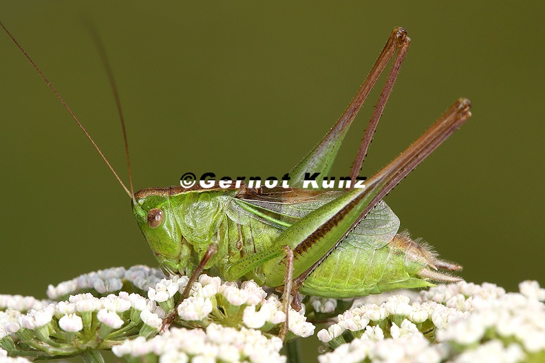 Bicolorana_bicolor__Zweifarbige_Bei__schrecke_M1_2.jpg