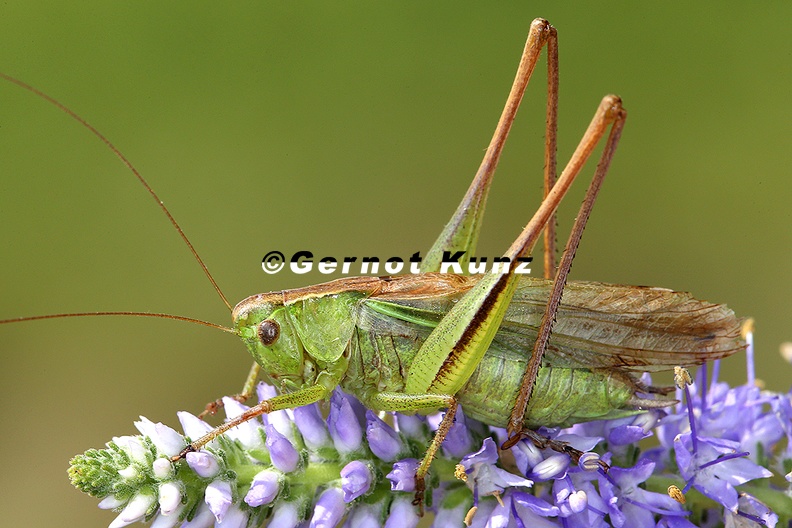 Bicolorana_bicolor__Zweifarbige_Bei__schrecke_Mm1_2.jpg