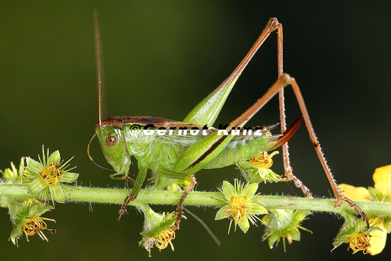 Bicolorana_bicolor__Zweifarbige_Bei__schrecke_W1_2.jpg