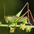 Bicolorana bicolor  Zweifarbige Bei  schrecke W1 2