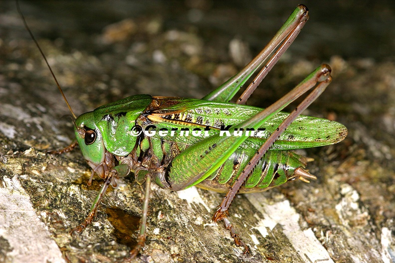 Decticus_verrucivorus__Warzenbei__er_5_2.jpg