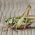 Decticus verrucivorus  Warzenbei  er W1 2