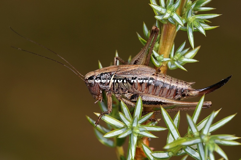 Metrioptera_brachyptera__Kurzfl__gelige_Bei__schrecke_W1_2.jpg