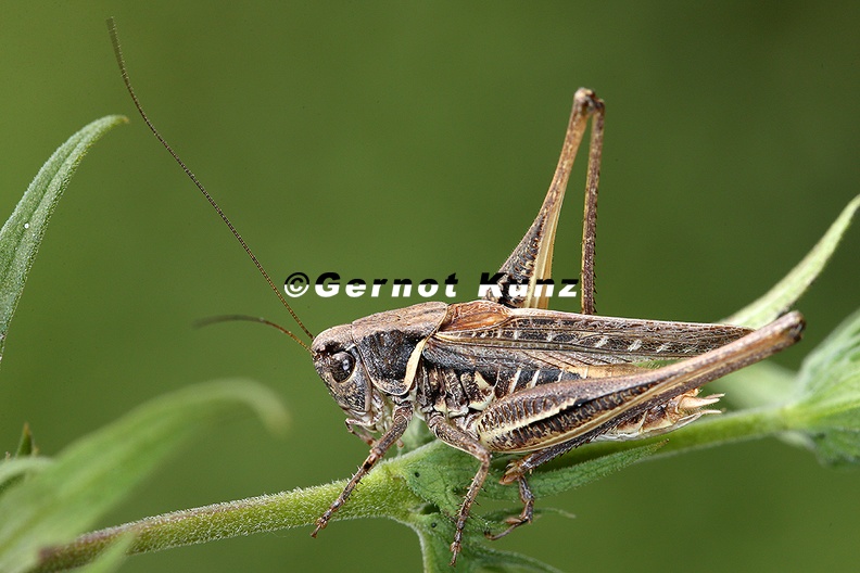 Montana_montana__Steppenbei__schrecke_M1_2.jpg