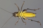 Pholidoptera fallax  S  dliche Strauchschrecke 5 2