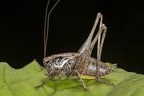 Pholidoptera fallax  S  dliche Strauchschrecke M1 2