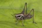 Pholidoptera fallax  S  dliche Strauchschrecke M2 2