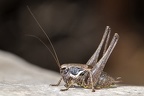 Pholidoptera fallax  S  dliche Strauchschrecke M6 2
