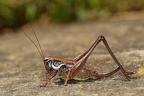 Pholidoptera fallax  S  dliche Strauchschrecke W1 2