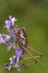 Pholidoptera fallax  S  dliche Strauchschrecke W2 2