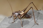 Pholidoptera griseoaptera  Gemeine Strauchschrecke 6 2