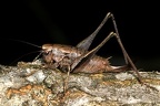 Pholidoptera griseoaptera  Gemeine Strauchschrecke W2 3