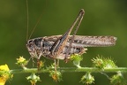 Platycleis affinis  S  dliche Bei  schrecke M1 2
