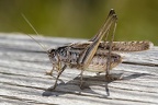 Platycleis grisea M7 2