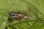 Roeseliana roeselii Roesels Beisschrecke M3 2