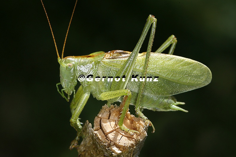 Tettigonia_cantans__Zwitscherschrecke_1_2.jpg