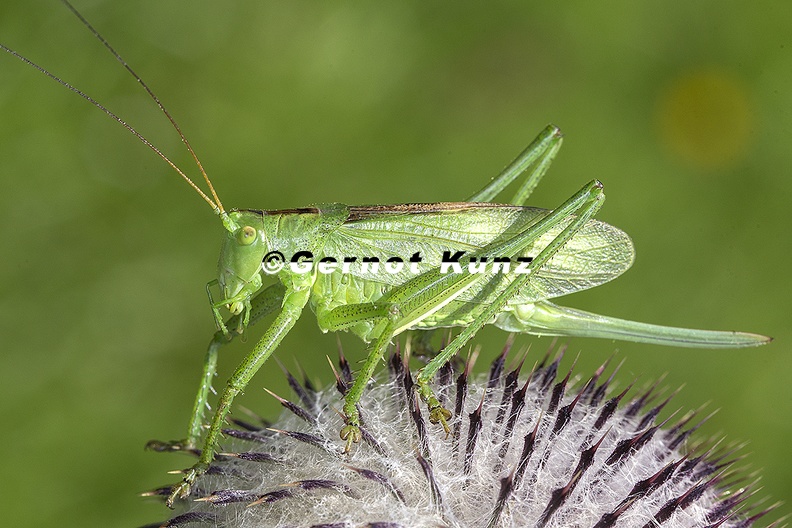 Tettigonia_cantans__Zwitscherschrecke_W9_2.jpg