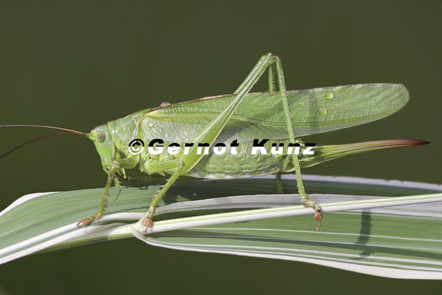 Tettigonia viridissima  Gr  nes Heupferd 3 2v