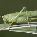 Tettigonia viridissima  Gr  nes Heupferd 3 2v