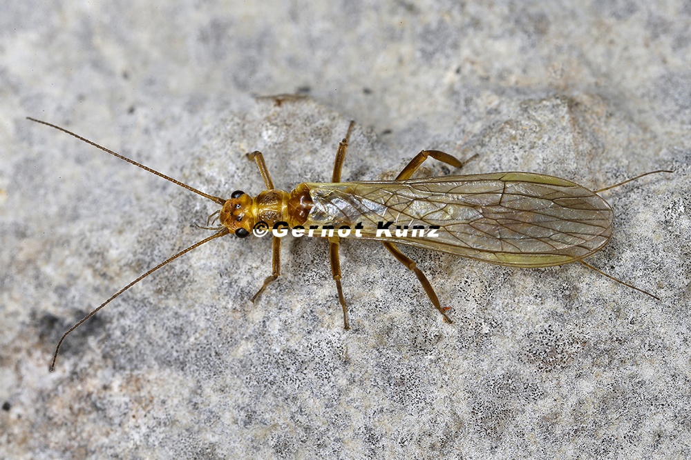 Isoperla obscura 2 2