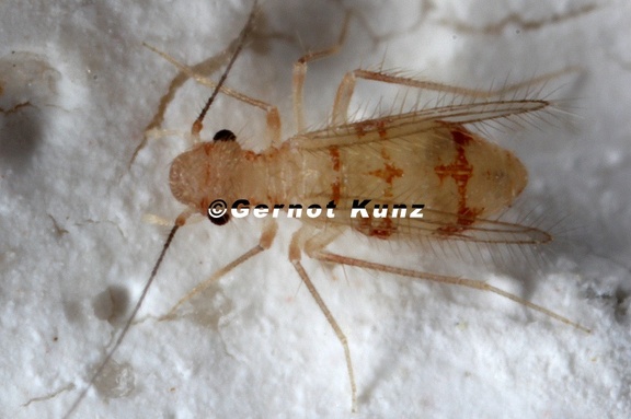 Dorypteryx longipennis 4 2