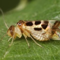 Graphopsocus cruciatus 1 2